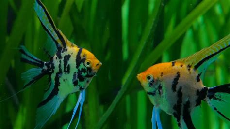 How to Stop Angelfish Bullying (Each Other and Other Fish).